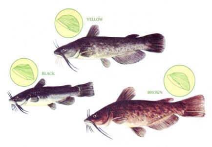 Best Bets for Fish Farming Image